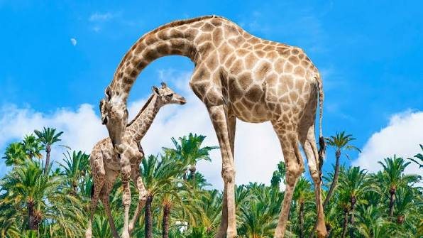 Rio Safari Elche